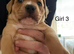 Gorgeous American bulldog x French bulldog