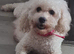 Cavapoo