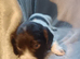 Sprocker puppies