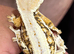 Tri coloured lily white female created gecko