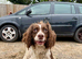Mum and pup for sale