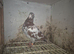 Choc cock birds