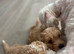 Last Tiny Cavapoochon  Girl &ndash; Big Personality&ndash; F1BB