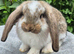 *****French Lops ready to be reserved****