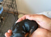 Beautiful Jack Russell puppies