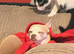 7 year old male chihuahua