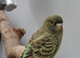 Green blackface budgie