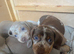 Beautiful mini dach puppies