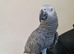 African Grey Tamed & Talking