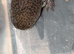 Hypo axolotl amazing blood line