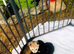 Beautiful German shepherd puppies