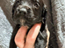 10 beautiful Sprocker spaniel puppies