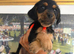 Pinscher/chihuahua cross f1b cockerpoo