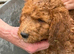 3 boys1 girl, golden doodles , stunning pups , all raised in a family home ! Really worth coming to see them