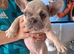 French bulldog pups (kc reg )