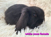 Gorgeous Mini Lop Baby Rabbits For Sale