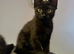 2 left girls British short hair cross kittens