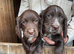 Beautiful cocker puppies , health tested parents