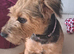 Jack Russell cross patterdale female