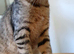 Pure breed Scottish fold kittens
