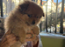 Pompoo teddy bears