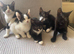 Mixed pattern tuxedo kitties