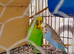 baby budgie ready to hand tame