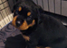 3 gorgeous full pedigree Rottweiler boys left