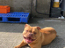 6 year old pocket bully (LUNA)