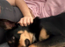 Kelpie x Border Collie 11 Month Old Puppy Rehome