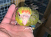 Baby Kakarikis