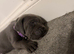 Cane corso pups