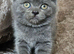 3 pedigree British blue shorthairs kittens
