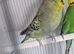 2 budgies