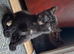 tortoiseshell boy kitten (ready 04/08/26)