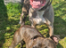 Roctet staffie