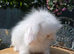 Fluffy teddywidder bunnies ready now