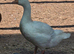 Smooth Sebastopol male gosling