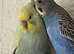 Budgies and cage for sale