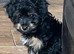 Make Yorkiepoo puppym