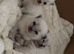X Breed Ragdoll Kittens for sale