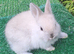 Gorgeous Netherland Dwarf Baby Buck - Vaccinated - READY NOW