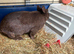 Male rabbit with indoor cage, bottle, food and food bowl