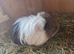 Bonded boys Reggie n Ronnie