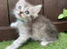 MAIINE COON X SIBERIAN FOREST CAT