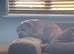 Female American pocket bully