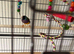 Gouldian finches