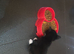 Boy kitten ready to leave now