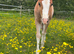 Pretty flash filly