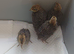 4 Coturnix quail chicks